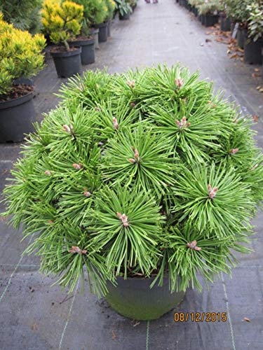 Zwergkiefer Benjamin - Pinus mugo Benjamin