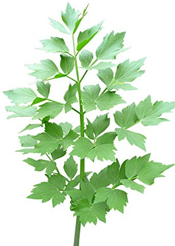 50 Liebstöckelkräuter Samen - Levisticum officinale - by Samenchilishop
