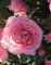 'Lovely Lady' Rose - Rich Pink Shapely Blooms - Gorgeous Hybrid Tea Rose - Potted Rose 4 Litre