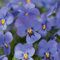 Helza Stiefmütterchen Ice Babies® Sky Blue F1, Himmelblau F1, Holländische Veilchen, 200 stück, Blumensamen für Garten und Balkon, Pflanzensamen, Saatgut von Kulturpflanzen