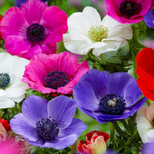 FLORIUM - Anemonen Zwiebeln De Caen Kollektion (50 pflanzen), 5 Sorten und Farben, Mehrjährig und winterharte Windröschen Mischung für Töpfe, Garten und Beete (große knollen, kein Samen)