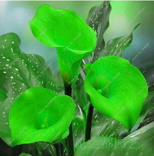 100 Stück Halb-Calla-Lilie, seltene Blumensamen, Fiori Camera Rhizome Zantedeschia aethiopica, Bonsai Piante d'appartamento giardino Domestico, Palme 16