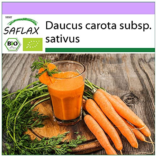 SAFLAX - BIO - Carottes - Early Nantes - 1500 graines - Daucus carota