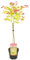 Plant in a Box - Palmatum 'Moonrise' - Ao giapponese resistente all'inverno - Bei colori - Vaso 19cm - Altezza 80-90cm