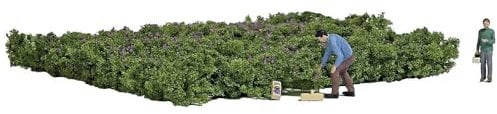 Busch H0 Waldheidelbeeren pflücken Fertigmodell