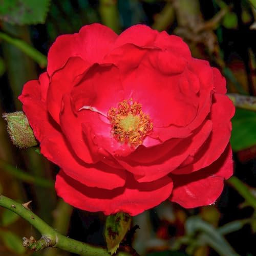 Bush Rose Red Wanderer - Compact Rose Bush with Crimson-Red Semi-Double Garden Roses - Classic Garden Plants Boasting Beautiful Outdoor Roses - Hardy Plants Outdoor Garden Ready (3 litre pot, 20-40cm)