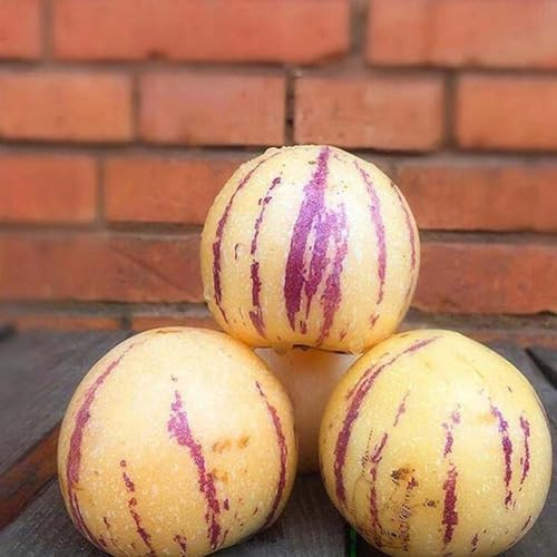 Luojuny Semillas de melón Pepino, 30 Piezas/Bolsa Semillas de melón Pepino No transgénicos Cuidado fácil Semillas nutritivas de Muricatum Aiton Semillas de Frutas de Ginseng para jardín Semillas