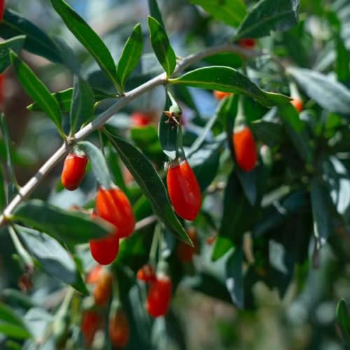 20 pcs goji beeren bio samen - wildkräuter samen winterharte kübelpflanzen Lycium chinense,Wolfsbeere Wolfsbeeren,Gojibeere gartenkräuter dachbegrünung kräuterbeet balkonpflanzen