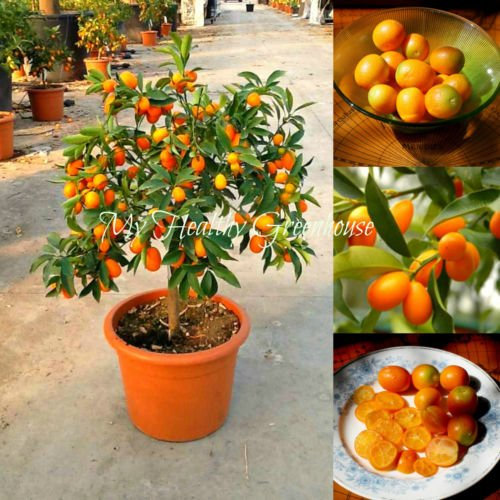 Más vendidos! 30pcs / bolsa Balcón Patio maceta Árboles Frutales semillas plantadas kumquat Semillas Semillas de naranja mandarina Citrus F47