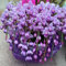 Cymbidium Cipolle/Cymbidium Piante/Orchidee Piante/phalaenopsis orchidea/Cymbidium orchidee pianta/Il giardino può essere piantato-5 Cipolla-A