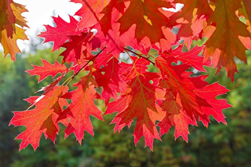 Quercia rossa americana Quercus rubra quercia scarlatta pianta in vaso h. 1 metro circa Vivaio di Castelletto