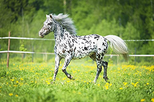 PFERDE Fototapete VLIES-350x260 cm (3305A)-Natur Landschaft Pferd Pony Cowboy Kinder Tiere Wandtapete-Inkl. Kleister-Vliestapete Bild Dekoration Wand-Dekor Moderne Motiv-Tapete Panorama Poster XXL
