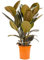 Bonplants Ficus Elastica, Elegante Pianta Vera, Fico del Caucciù, Vaso 21 cm (Abidjan Vaso da Vivaio)