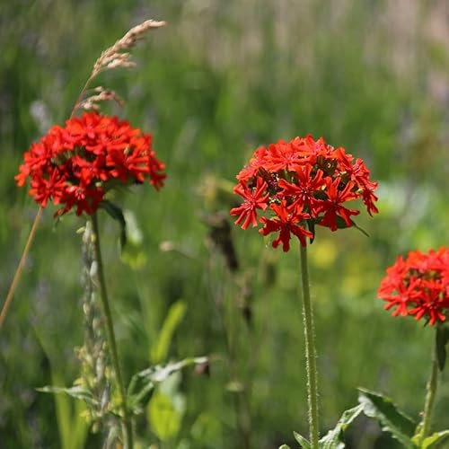 6x Brennende Liebe - Lychnis chalcedonica - Topf 9x9cm