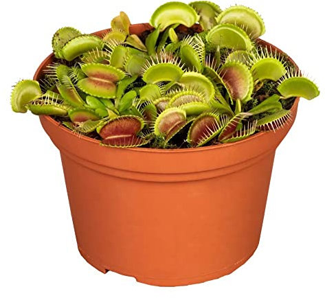 Dionaea muscipula Venus Fly Trap Carnivorous Plant in Plastic 8.5cm Pot Approx 10 cm Tall