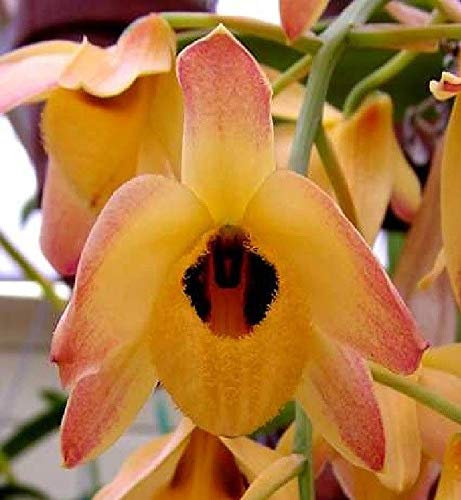 100X Dendrobium Moschatum Orchidee semi della pianta di giardino Stanza del New B1155: Only Seeds