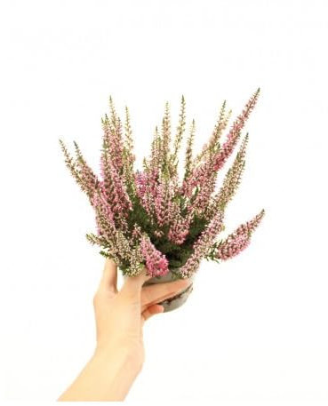 Brezo o Calluna Natural la Planta Arbustiva Ideal para Exteriores