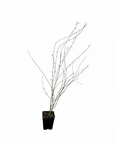 Pianta Ginestra Vaso 7cm