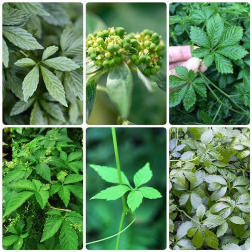 50 Pcs Jiaogulan Kraut Samen - Gynostemma Pentaphyllum - Heilkräuter Samen, Kräuterpflanzen Gartenkräuter Jiaogulan Pflanze Samen, Bio Samen Gemüse, Hydrokultur Pflanzen Balkonpflanzen
