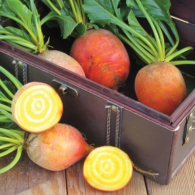 5 Gramm Samen von Prüfstein Gold-Beet