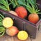 5 Gramm Samen von Prüfstein Gold-Beet