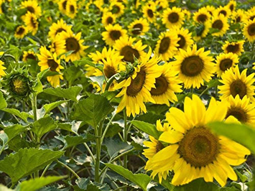 Lot de 20 graines de tournesol (Helianthus annus) bio non-OGM pour la maison Jardin Sunny Sun Flower Seeds Open Pollinated Seeds for Planting - Dwarf Sunflower