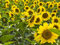 Semi di girasole 20 / confezione (Helianthus annus) Biologico Non OGM Giardino domestico Sole soleggiato Semi di fiori Semi impollinati aperti per la semina (Girasole nano)