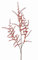 artplants.de Deko Zweig Asparagus acutifolius Zweig HANS, orange, 70cm - Kunstzweig