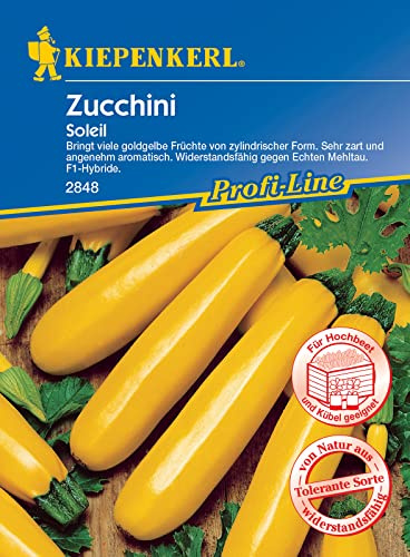 Kiepenkerl 2848 Zucchini Soleil F1, sehr zart und aromatisch, nicht rankend, trägt viele goldgelbe Früchte von zylindrischer Form