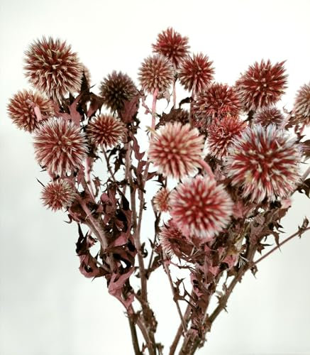 DongArts Getrocknete Echinops Globus Disteln Blumen, konservierte Echinops Globe Blume 20 Kugeln für Boho Party Home Decor Table Center Herbst Hochzeit Dekorationen Rot