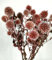 DongArts Getrocknete Echinops Globus Disteln Blumen, konservierte Echinops Globe Blume 20 Kugeln für Boho Party Home Decor Table Center Herbst Hochzeit Dekorationen Rot