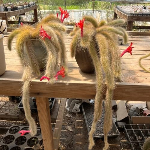 semillas de cactus cola de mono, Plantas resistentes para el jardín. Semillas de Hildewintera colademononis, plantas en macetas resistentes plantar semillas plantas de interior Las 50pcs