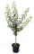 Kuresia (S) Aprikose scharkeresistent wertvolle Sorte Aprikosenbaum Buschbaum 110-140 cm 10 Liter Topf