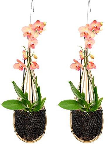 Yookeer Orchideen-Hängekorb mit Metallhaken, 10.2 cm, thailändische Bambus-Orchidee, Hängetopf, Übertopf, Vogelnest, Stil, Innen- und Außenbereich, Blumenübertopf
