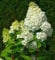 Rispenhortensie Hercules 30-40cm - Hydrangea paniculata