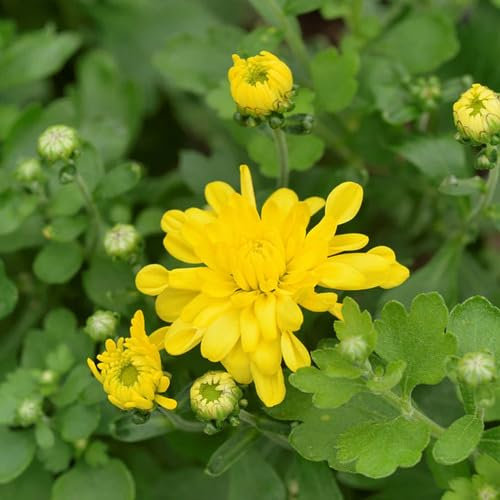 100 semi di crisantemo giallo