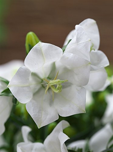 JustSeed - Flower - Campanula - Takion White F1-20 Pelleted Seeds