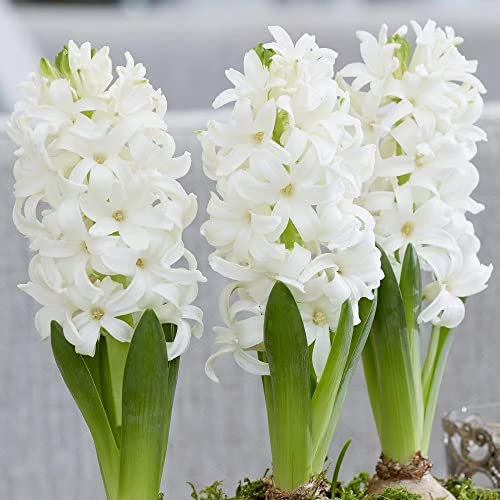 Blue Magic Design 3 prepared fragrant garden bedding White Pearl Hyacinth corm perennial plants-16/17cm flower bulb - Summer Autumn gardening
