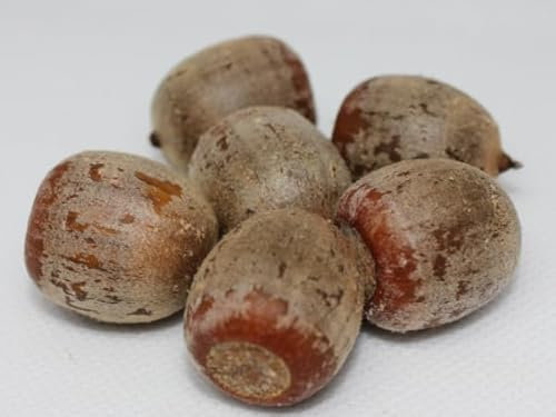 Roteichen-Samen (Quercus rubra) – Hochwertiges Saatgut für robuste, schnell wachsende Bäume | Ideal für Gärten, Parks & Wälder | Nachhaltig & anpassungsfähig