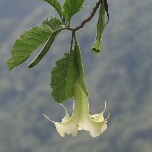 Pianta vera di Brugmansia arborea Bianco - Diametro Vaso Ø 17 cm