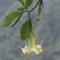 Pianta vera di Brugmansia arborea Bianco - Diametro Vaso Ø 17 cm