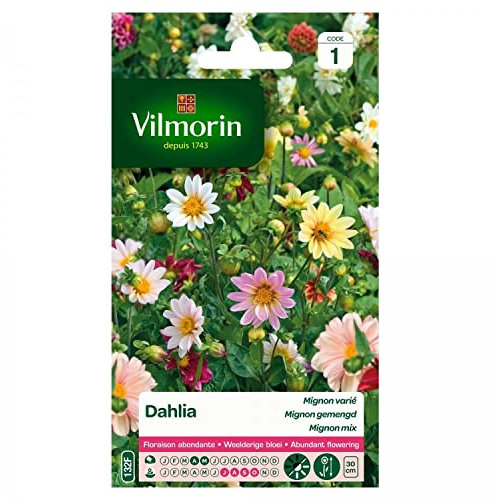 Vilmorin - Dahlia Mignon Varié