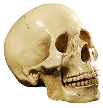 Yundxi 1: 1 Lebensgroß Menschlichen Schädel Totenschädel Figur Modell für Anatomischen Medizinischen Lehre Wohnzimmer Sammlung Dekor (Gelb)