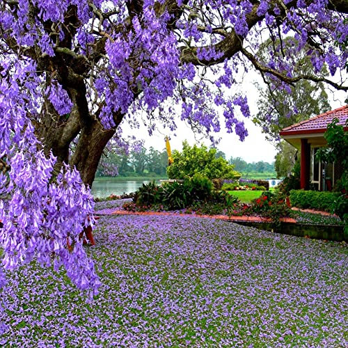 Haloppe 100 Pz Jacaranda Mimosifolia Fiori Piante Semi per la Piantagione del Giardino di Casa, Jacaranda Mimosifolia Royal Empress Tree Semi di Fiori Giardino Pianta Decor