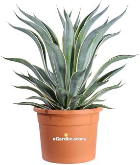 Pianta di Agave Desmettiana Marginata pianta succulenta pianta di Agave variegata pianta da esterno pianta ornamentale di Agave pianta vera venduta da eGarden.store