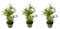 Plant in a Box - Bambù - 6 pezzi - Fargesia nitida 'Black Dragon' - Altezza 25-40cm - ⌀14cm