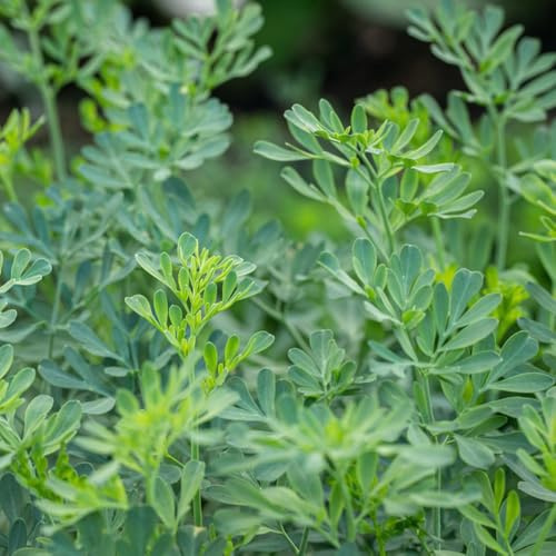 Semi di ruta - giardino Ruta graveolens - seminare vecchie varietà biologici semi di da balcone resistenti selvatiche 150pcs