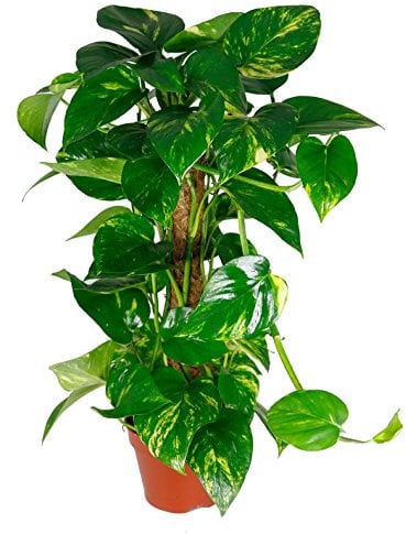 Scindapsus aureum am Moosstab, Efeutute, echte Zimmerpflanze grün, 19cm Topfdurchmesser, Höhe ca. 75cm, 1 Pflanze