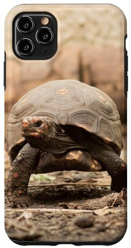 Red-Footed Tortoise Case for iPhone 11 Pro Max