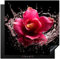 KitchenYeah© Protection Plaque Induction 78x78 cm Gadget Protege Deco Cuisine Cache Protège De Cuisson Accessoire Fleurs - Rose - Eau - Noir - Botanique - Nature